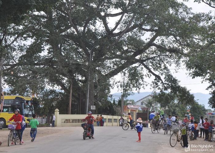 Cây đa làng Trù, xã Nghĩa Khánh (Nghĩa Đàn) - Cây Di tích lịch sử - văn hóa Việt Nam. Ảnh: Công Kiên