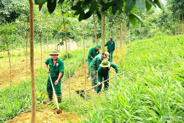 Công nhân chăm sóc vườn cây cao su ở Nghĩa Đàn. Ảnh minh họa