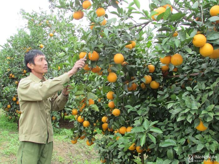 Vườn cam của gia đình anh Nguyễn Nhật Tuấn ở xóm 13B, xã Nghĩa Yên (Nghĩa Đàn). Ảnh minh họa Minh Thái