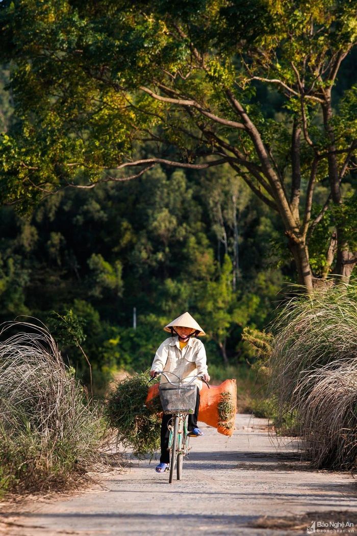 Những bãi cỏ khô cuối mùa hè thường bị đốt làm sạch cho rừng bạch đàn hoặc để chờ mưa xuống cỏ mọc lại non hơn cho người dân cắt về làm thức ăn cho trâu bò.