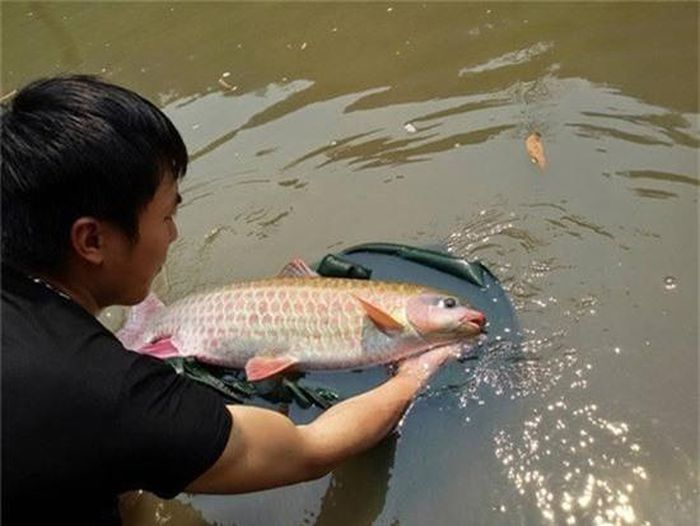  Cá bỗng có tập tính di cư theo mùa, theo độ trong của nước. Ảnh: blogspot. 