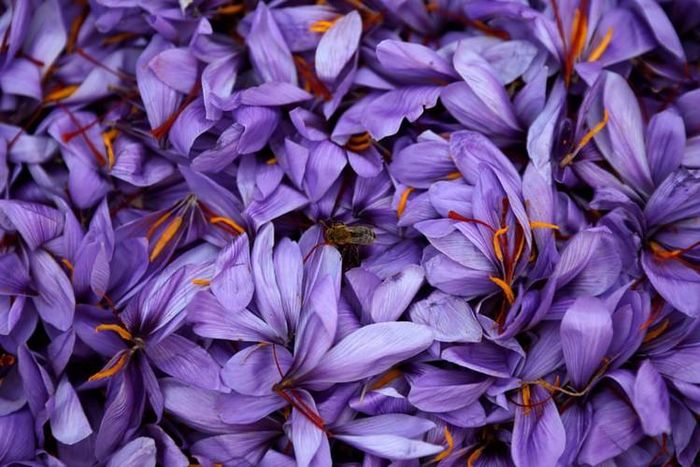  Nữ hoàng Cleopatra đã sử dụng Saffron để tắm, trong khi Alexander Đại đế dùng nó để rửa vết thương và uống trà. 