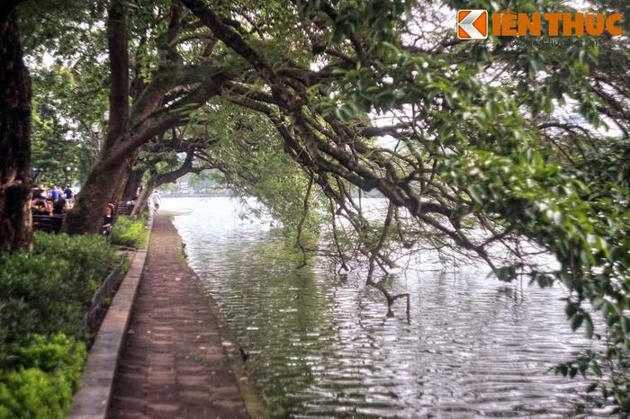 Không chỉ tạo nên một cảnh quan độc đáo, hàng cây cổ thụ la đà trên mặt nước xanh ngắt còn là nơi ghi dấu biết bao kỷ niệm của người Hà Nội.