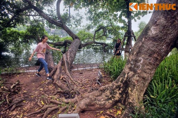 Giữa chốn đô thành đất chật người đông, đây là nơi hiếm hoi mà con người phải “nhường chỗ” cho cây xanh tự do tồn tại.