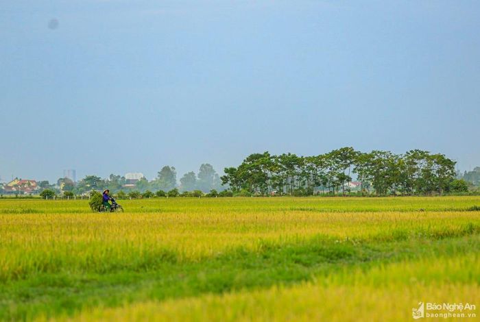Một màu vàng óng ánh báo hiệu mùa bội thu trên quê hương Bác Hồ. Ảnh: Hải Vương