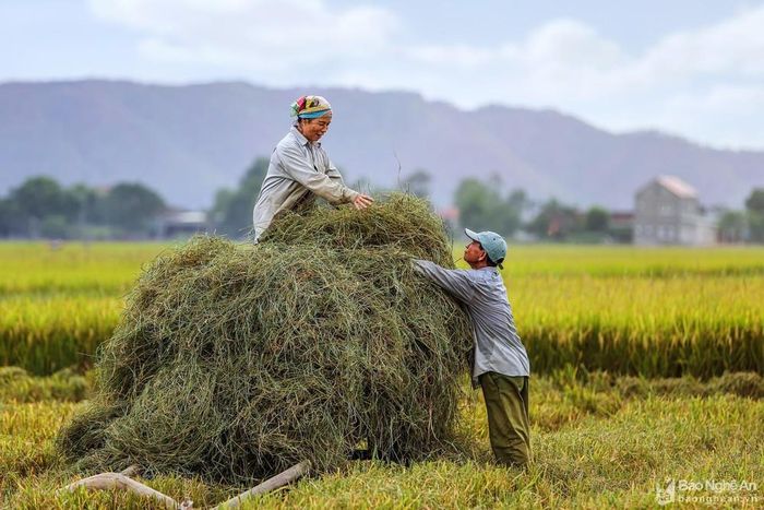 Niềm vui ngập tràn trong ánh mắt người nông dân bởi những giọt mồ hôi khó nhọc đã đến lúc gặt hái. Ảnh: Lê Thắng