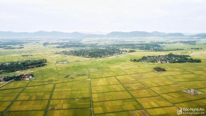 Quê hương đang dần từng bước phát triển, mỗi một mùa vàng đến là một mùa vui. Ảnh: Hải Vương