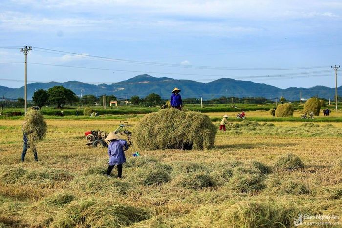 Không khí nhộn nhịp trên đồng mùa thu hoạch, ai nấy đều luôn tay bận rộn bất chấp cái nắng cuối hè vẫn còn gắt. Ảnh: Hải Vương