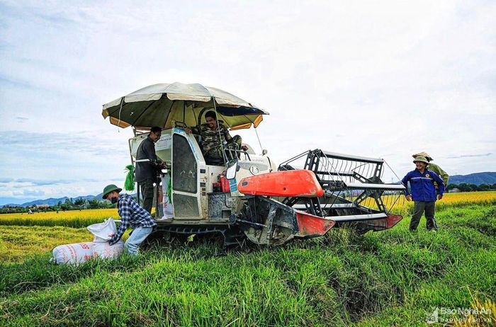 Một số hộ gia đình đã thuê máy gặt hiện đại để năng suất tốt hơn, tiết kiệm sức lao động. Ảnh: Hải Vương