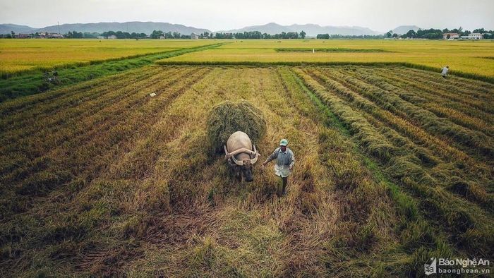 Bà con Xuân Lâm, Nam Đàn bước vào thời điểm gặt vụ hè thu. Ảnh: Hải Vương