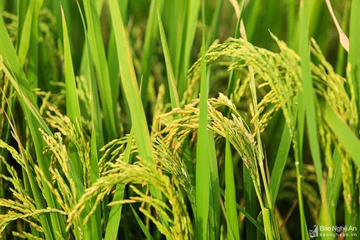Những bông lúa chín nặng trĩu, cong cong như chiếc cần câu. Ảnh: Hải Vương