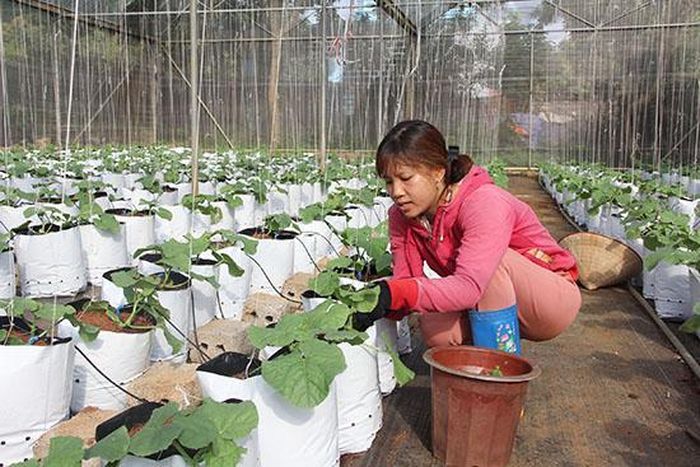 Mô hình trồng dưa lưới tại HTX Hoa Mộc Châu.