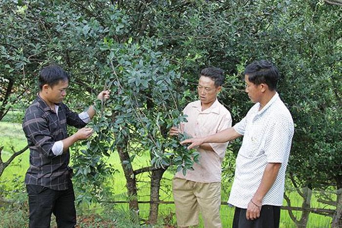 Người dân bản Háng Chơ, xã Xím Vàng (Bắc Yên) trao đổi cách chăm sóc cây sơn tra.
