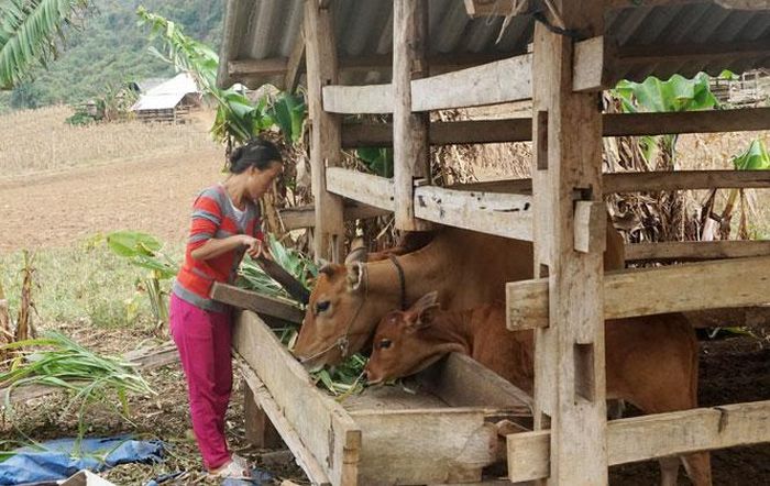 Hiện nay, nhiều hộ dân trong xã Phương Giao (Võ Nhai) đầu tư chăn nuôi bò theo hướng hàng hóa. Thời điểm này, xã có gần 110 con bò. (Ảnh: Khánh Huyền)