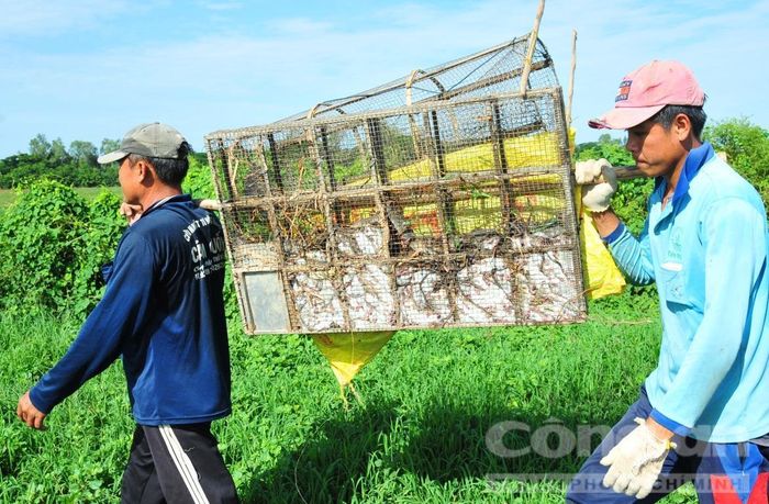 Chuột được cho vào lồng sắt MANG về nhà.