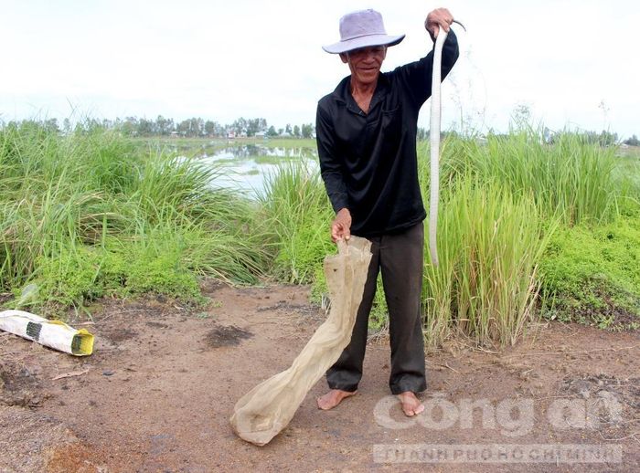 Ông Tám Mi bắt rắn hổ hành từ lọp.