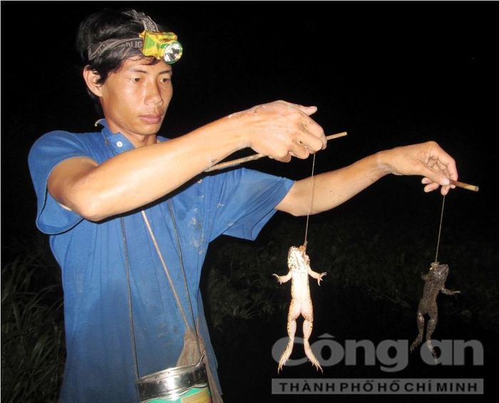 Nhổ câu thu chiến lợi phẩm.