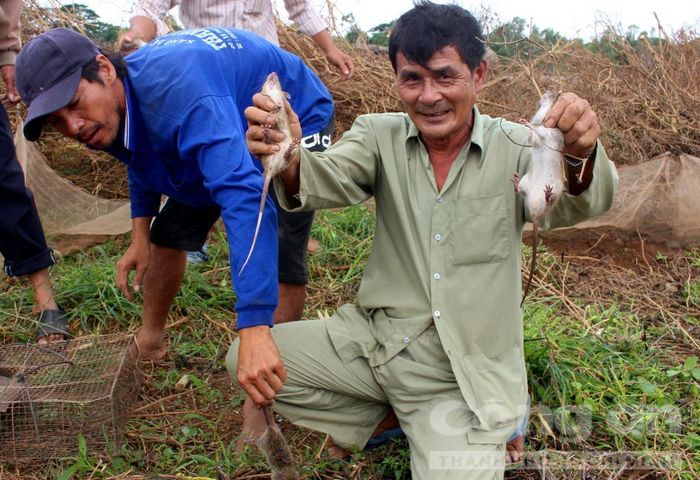Bắt chuột.