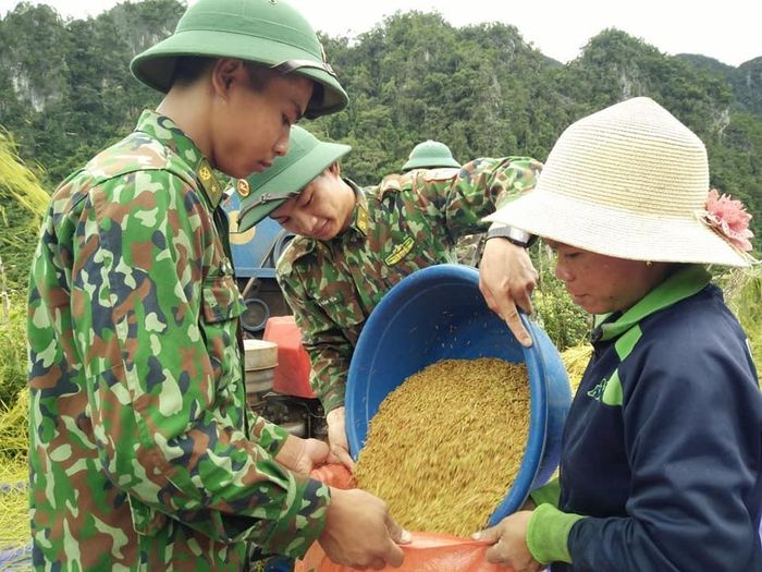 Lúa được đóng bao trước khi được chở về nhà cho bà con. Ảnh: Đức Trí