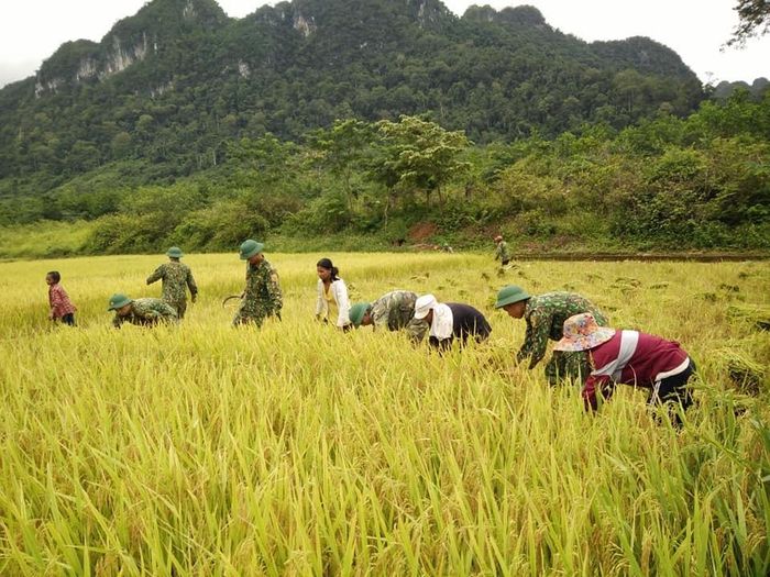 Cán bộ, chiến sỹ Đồn Biên phòng Cà Xèng cùng người dân thu hoạch lúa. Ảnh: Đức Trí