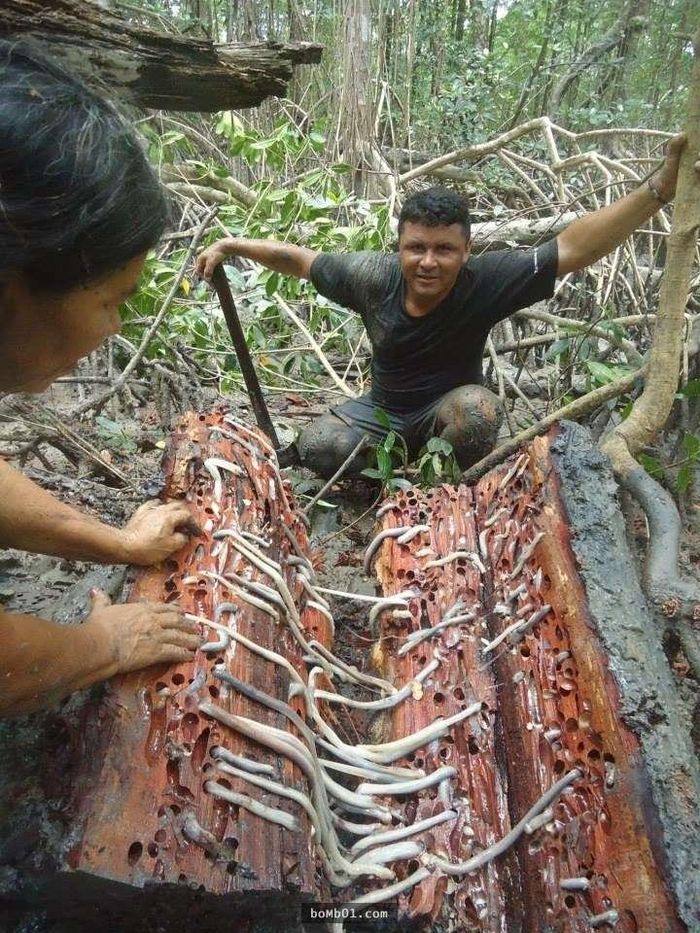 Người dân Philippines bổ gỗ bắt tamilok.