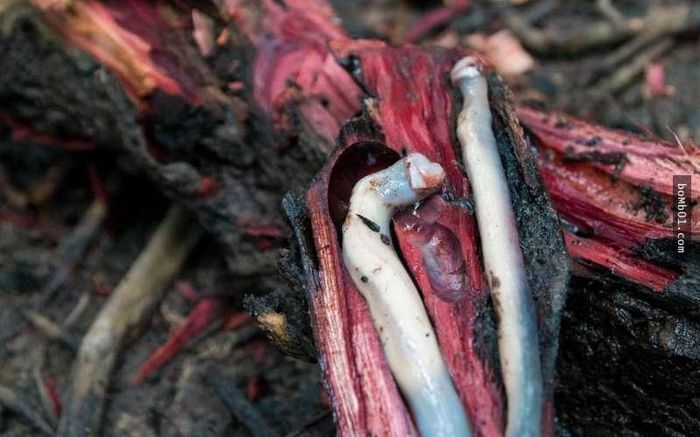 Hà đục gỗ - Tamilok