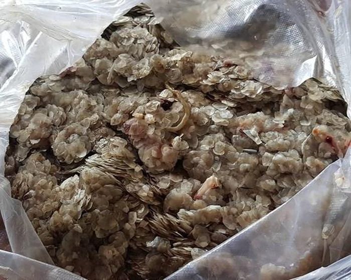 Hồi đầu tháng 8, nhiều thương lái cũng tranh nhau thu mua vảy cá - một loại phế phẩm bỏ đi dù không biết đối tượng người mua cuối cùng và mục đích sử dụng. Giá thu mua lần lượt tăng từ 500 đồng/kg lên hơn 10.000 đồng/kg dù hàm lượng collagen trong vảy cá rất ít. Ảnh: Sài Gòn Giải Phóng. 