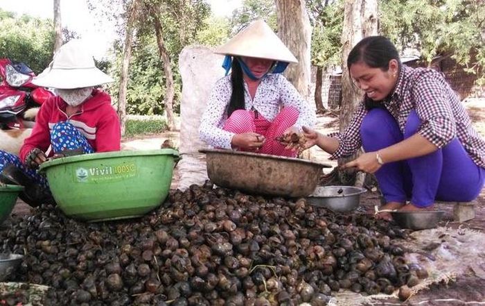 Nhiều năm qua, hàng loạt phế phẩm khác như phân trâu, đuôi trâu, xơ dừa, ốc bươu vàng, rễ sim, rễ tiêu… cũng liên tục được các thương nhân Trung Quốc thu mua với mức giá cao bất ngờ nhưng không rõ mục đích sử dụng. Ảnh: Báo Long An. 