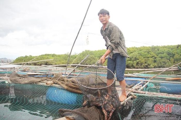 Với 10 lồng nuôi, vụ thu hoạch tháng 8 - 9 hứa hẹn sẽ mang về cho gia đình anh Nguyễn Văn Đức (xóm Sông Hải) trên 100 triệu đồng