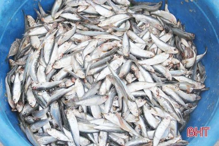 Hiện nay, các hộ nuôi cá lồng bè Thạch Sơn mua cá nhỏ với mức giá cao