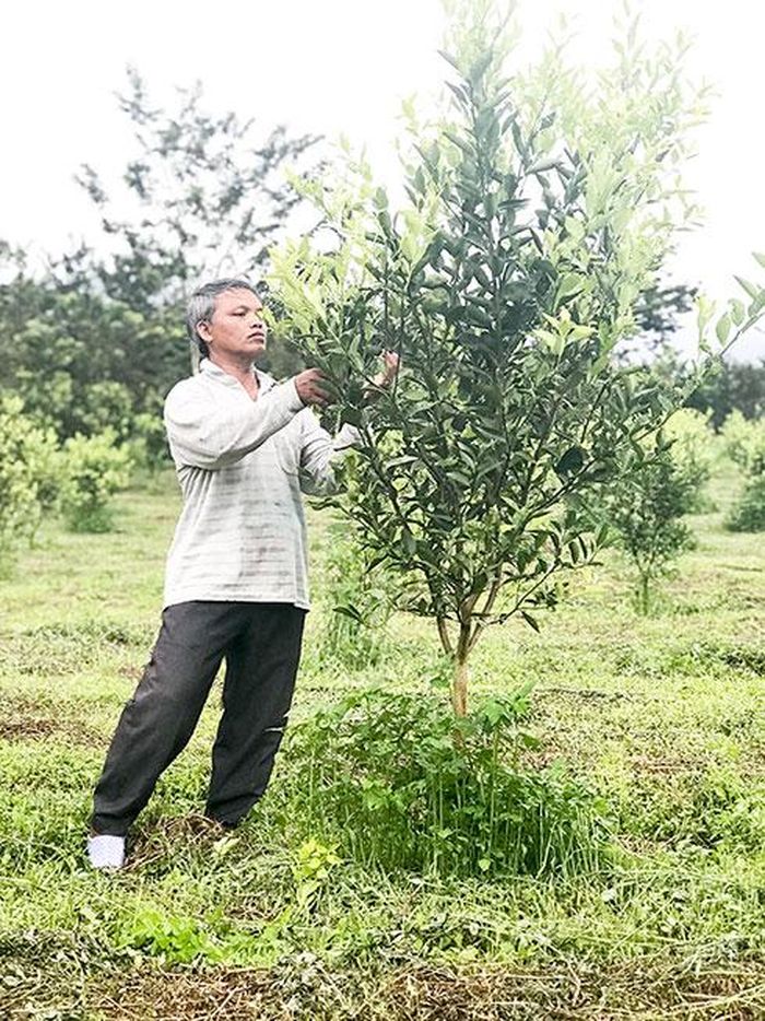  Ông Cao Hoàng Giáo chăm sóc vườn quýt đường của gia đình. 