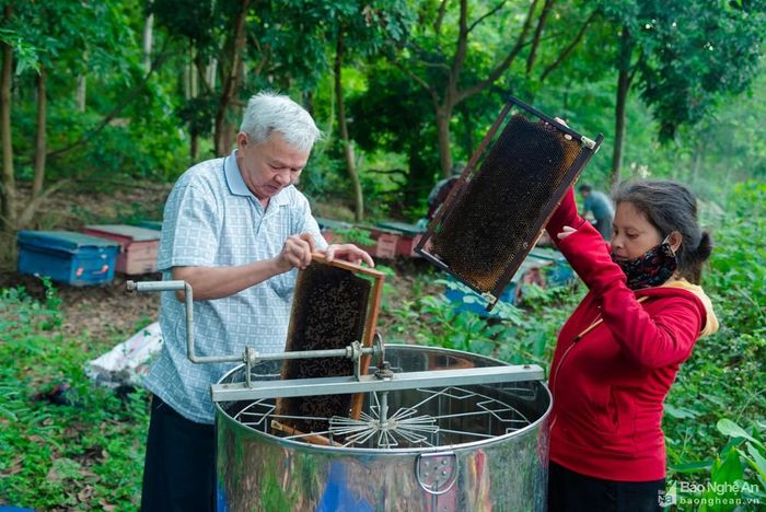 Khay mật sau khi được dỡ ra từ tổ sẽ cho vào thùng quay để vắt lấy mật. Máy quay li tâm làm mật chảy ra khỏi sáp ong mà không ảnh hưởng đến chất lượng, độ trong của mật.
