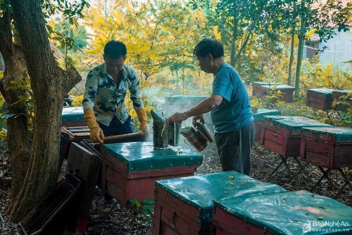 Người nuôi phải dùng khói đuổi ong khi thu hoạch mật. Ông Bùi Ngọc Ấn, chủ hộ nuôi ong thành công ở Quỳnh Hoa (Quỳnh Lưu) cho biết: "Tùy từng mùa, từng vùng đất có những loại cây, loại hoa với mùa thụ phấn khác nhau. Chính vì vậy, nuôi ong có thể thu hoạch mật quanh năm".