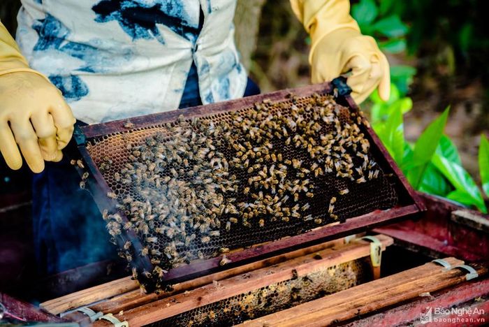 Khi lấy khay ra khỏi thùng ong, người nuôi ong phải thật khéo léo, nhanh tay.