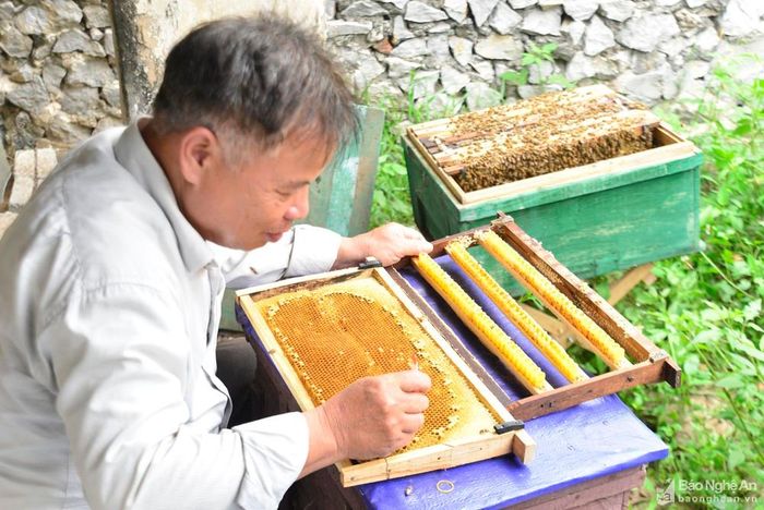 Song song với nuôi ong lấy mật, nông dân Quỳnh Lưu còn cấy ấu trùng ong để lấy sữa ong chúa. Ấu trùng ong non cấy vào tổ, ong thợ sẽ tiết loại sữa đặc biệt để nuôi ấu trùng. Ấu trùng ong sau 3 ngày được nuôi sẽ phát tiến thành ong non, nó ăn sữa đã được ong thợ bơm sẵn vào trước đó. Do vậy, sau đúng 3 ngày phải thu hoạch sữa, nếu không ong non sẽ ăn hết sữa.