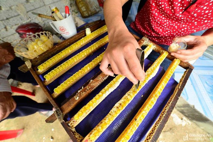 Giống và kỹ thuật quyết định đến thành công của nghề nuôi ong, đặc biệt là việc nuôi lấy sữa ong chúa. Trong ảnh là thao tác lấy sữa ong chúa từ bộng nhân.