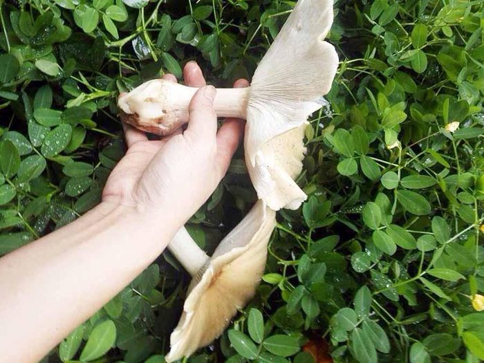 Nấm mồ côi. Ảnh: K.S