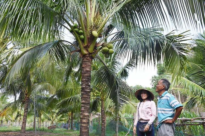 Vườn dừa của gia đình ông Hồ Hải Quân (tổ 1, thị trấn Kông Chro) cho hiệu quả kinh tế cao. Ảnh: T.D