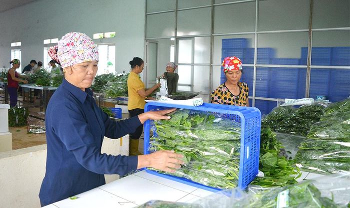 HTX dịch vụ sản xuất, sơ chế và tiêu thụ sản phẩm RAT Tứ Xã được đánh giá là một trong những mô hình kinh tế tập thể hoạt động hiệu quả của huyện Lâm Thao.