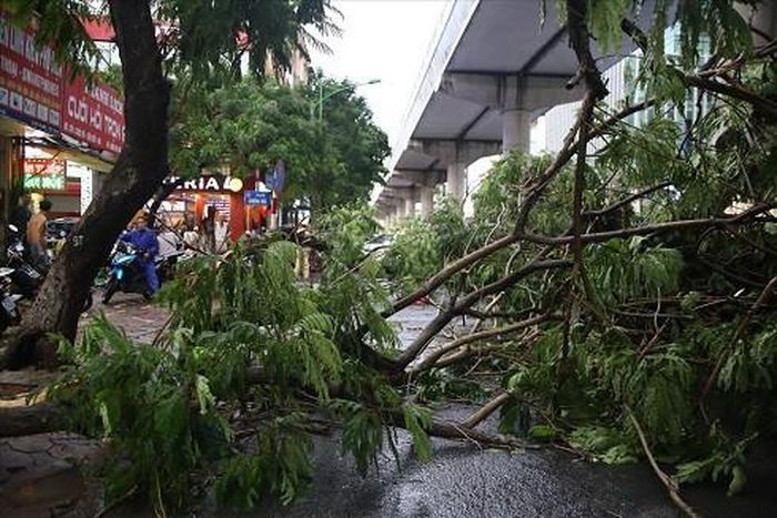 Cây lớn đổ ngang đường (Ảnh: Lao động)
