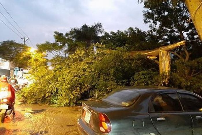Cây lớn đổ rất nguy hiểm (Ảnh: Đình Hưng)