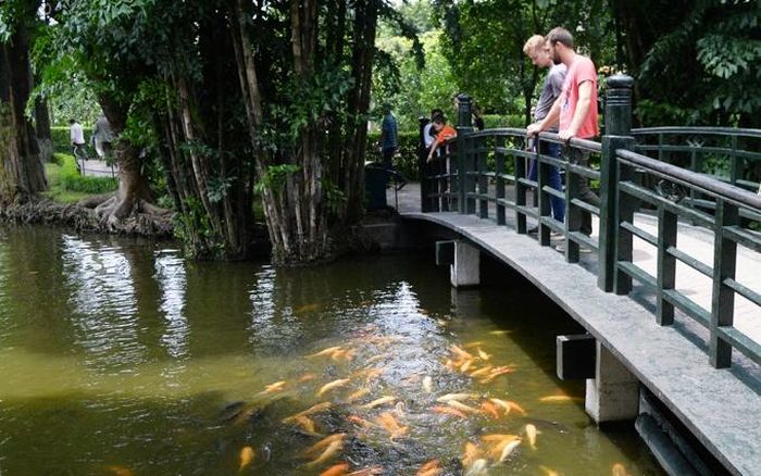 Đàn cá tại ao cá Bác Hồ tung tăng trước sự thích thú của du khách.