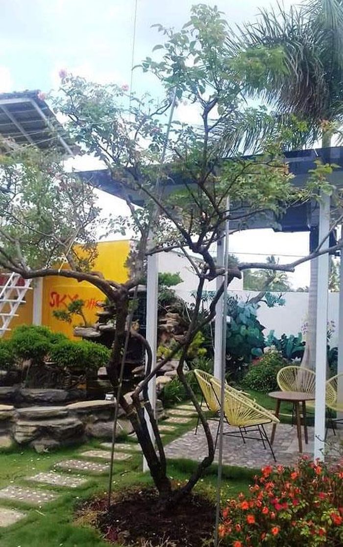 Cây hoa hồng cổ Đà Lạt 200 triệu đồng vừa phát hiện ở vùng Bồng Lai, Đức Trọng