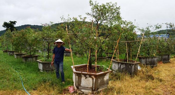 Khu vườn ở Hiệp An, Đức Trọng có hơn 300 cây hồng cổ 40 năm tuổi trở lên, giá từ 10 - 200 triệu đồng/cây