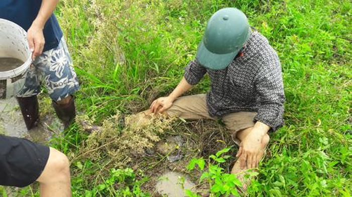  Một hang chuột được đổ nước chờ chuột ngạt thở chạy ra ngoài.
