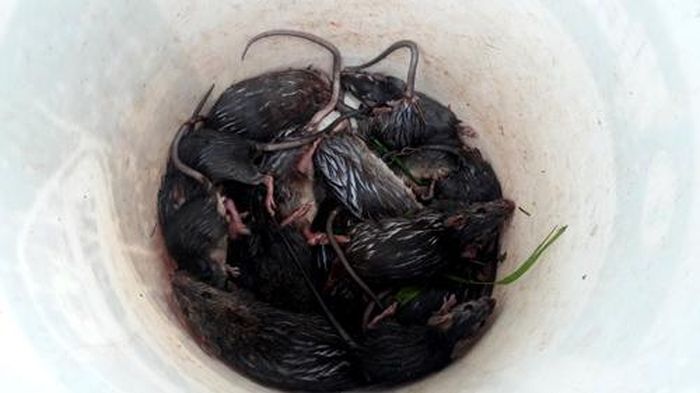  Thành quả sau 2 giờ đồng hồ của nhóm thợ săn.