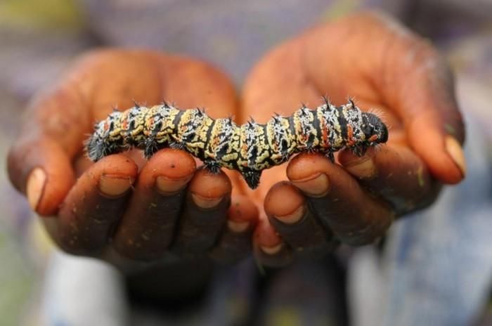 Người châu Phi đã ăn sâu Mopane từ rất lâu về trước.