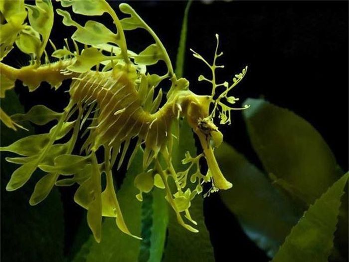 Cá rồng biển “biến hóa” thành một loài thực vật biển. 