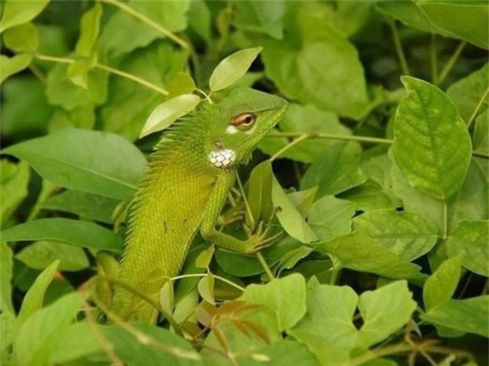 Một con thằn lằn trong nền lá xanh ở Sri Lanka. 