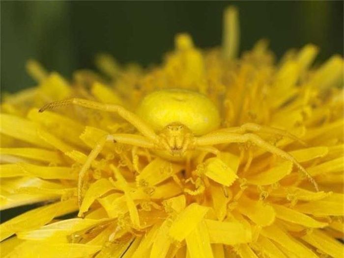Nhện cua Goldenrod trên một cây bồ công anh. 